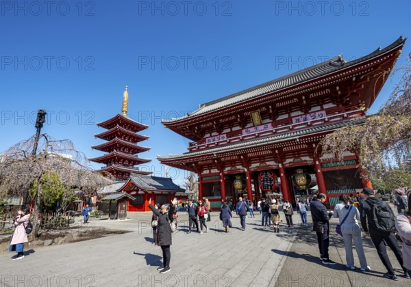 Five-story pagoda and Hozomon treasure chamber gate of Asakusa Shrine or Senso-ji Temple, blooming cherry trees, Buddhist temple complex, Asakusa, Tokyo, Japan