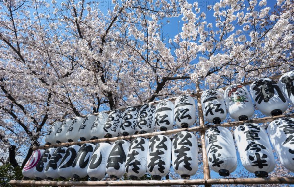 Blooming cherry trees and lanterns with Japanese characters, Buddhist temple complex, Senso-ji temple, Asakusa, Tokyo, Japan