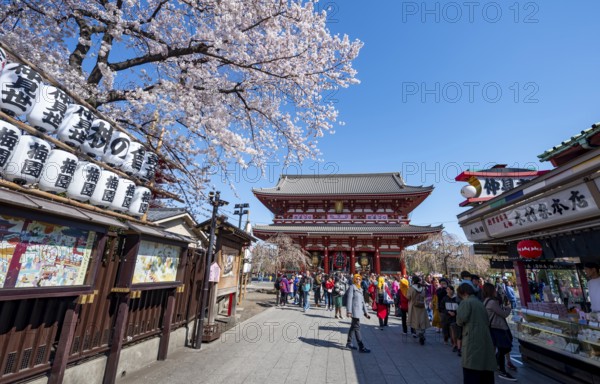 Nakamise-dori shopping street with lanterns, Hozomon Gate of Asakusa Shrine or Senso-ji Temple, blooming cherry trees, Buddhist temple complex, Asakusa, Tokyo, Japan