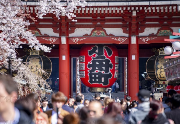 View of numerous visitors on Nakamise-dori shopping street with Hozomon Gate of Asakusa Shrine or Senso-ji Temple, blooming cherry trees, Buddhist temple complex, Asakusa, Tokyo, Japan
