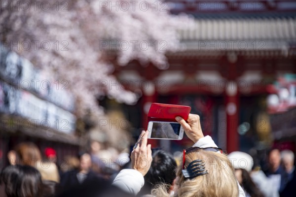 Tourist taking pictures with her cell phone, numerous visitors on Nakamise-dori shopping street, Asakusa shrine or Senso-ji temple, blooming cherry trees, Buddhist temple complex, Asakusa, Tokyo, Japan