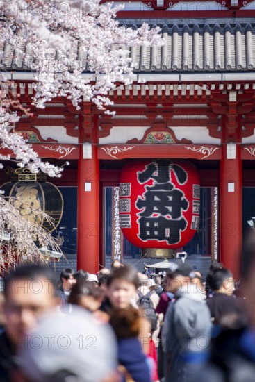 View of numerous visitors on Nakamise-dori shopping street with Hozomon Gate of Asakusa Shrine or Senso-ji Temple, blooming cherry trees, Buddhist temple complex, Asakusa, Tokyo, Japan