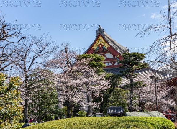 Blooming cherry trees and red-gold roof gable of a temple building, Buddhist temple complex, Asakusa shrine or Senso-ji temple, Asakusa, Tokyo, Japan