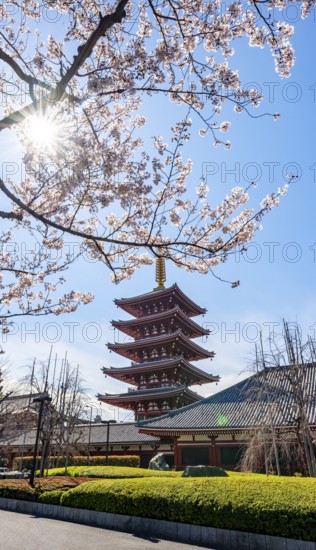 Blooming cherry trees with sun star, five-story pagoda, Buddhist temple complex, Asakusa shrine or Senso-ji temple, Asakusa, Tokyo, Japan