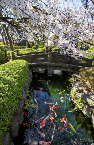 Blooming cherry trees and pond with koi carp, Buddhist temple complex, Asakusa shrine or Senso-ji temple, Asakusa, Tokyo, Japan