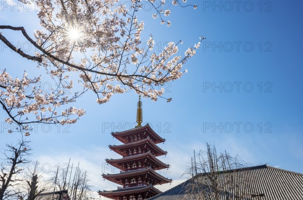 Blooming cherry trees with sun star, five-story pagoda, Buddhist temple complex, Asakusa shrine or Senso-ji temple, Asakusa, Tokyo, Japan