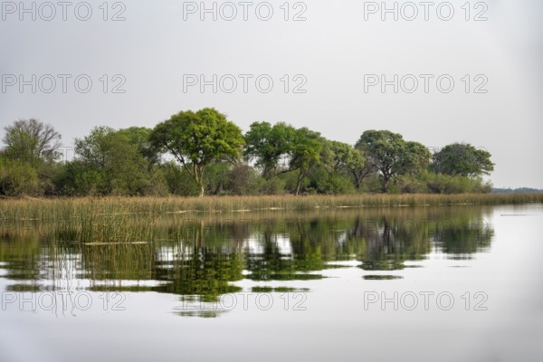 Trees reflected in water, river landscape, Thamalakane River, Okavango Delta, Botswana