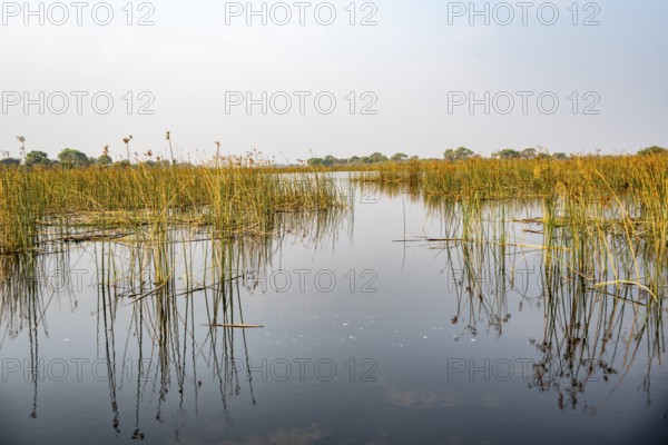 River landscape, reflection in water, Thamalakane River, Okavango Delta, Botswana