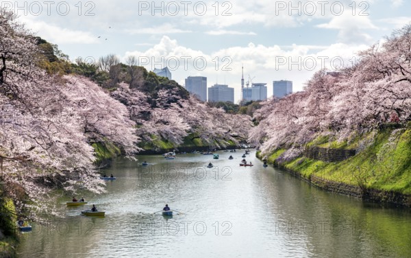 Chidorigafuchi Canal with rowing boat in front of blooming cherry trees, moat, Japanese cherry blossom in spring, Hanami festival, Chidorigafuchi Green Way, Tokyo, Japan