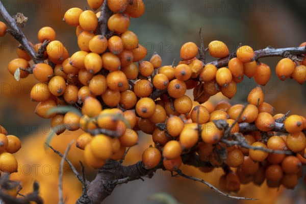 Ripe sea buckthorn fruits (Hippophae rhamnoides) on a bush, Darß, Mecklenburg-Western Pomerania, Germany