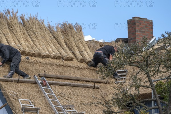A thatched roof is covered, Wieck a. Darß, Baltic Sea, Mecklenburg-Western Pomerania, Germany