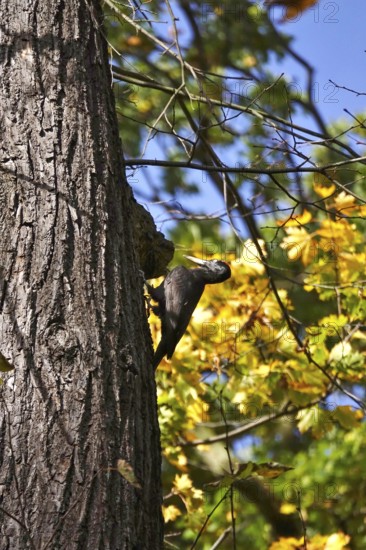 Black woodpecker (Dryocopus martius) on a tree trunk, autumn, Germany