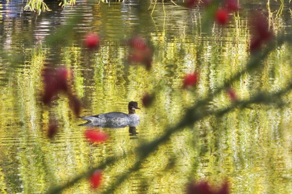 Goose sawers on a lake, autumn, Germany