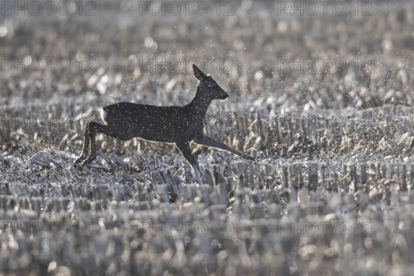 Deer (Capreolus capreolus), Emsland, Lower Saxony, Germany