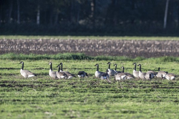 Canada geese (Branta canadensis), Emsland, Lower Saxony, Germany