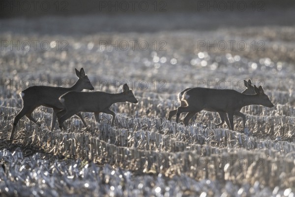Deer (Capreolus capreolus), Emsland, Lower Saxony, Germany