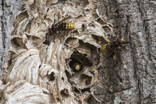 Hornissen (Vespa crabro), Emsland, Lower Saxony, Germany