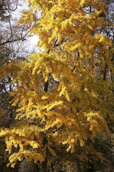 Ginkgo tree in autumn, Germany
