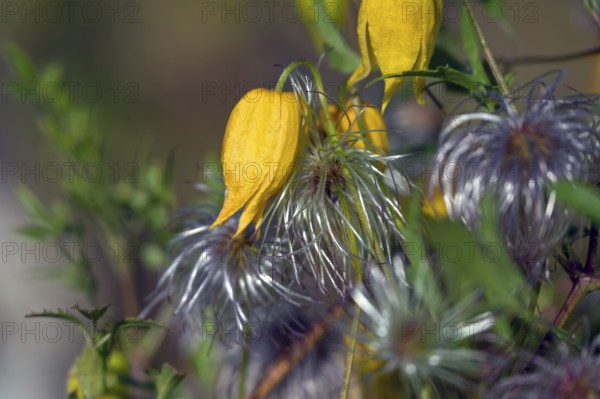 Gold Clematis (Clematis tangutica), Ahrenhoop, Darß, Mecklenburg-Western Pomerania, Germany