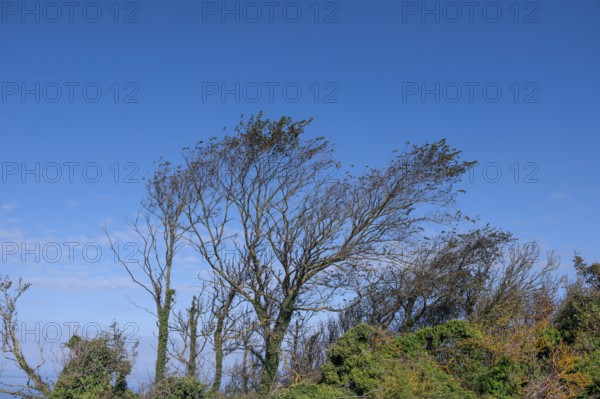 Sloping trees, so-called wind escapes on the Baltic Sea, Ahrenshopp, Darß, Mecklenburg-Western Pomerania, Germany