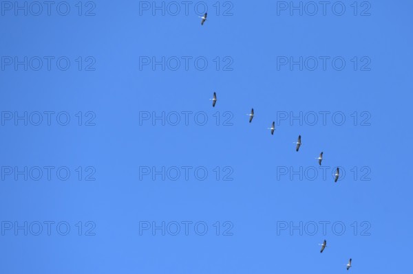 Flying cranes (Grus grus) in the blue sky, Darß, Baltic Sea, Mecklenburg-Western Pomerania, Germany