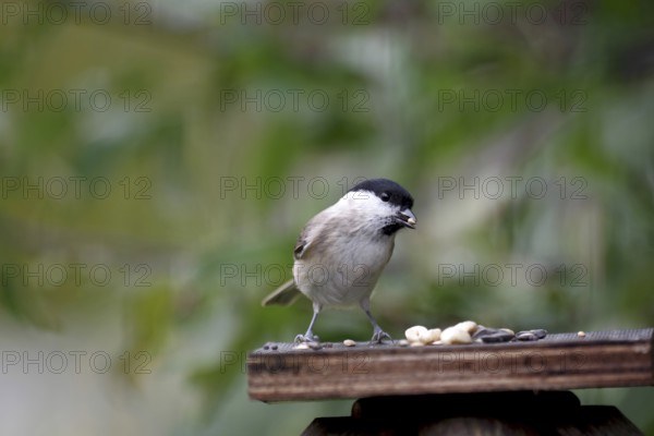Swamp tit (Poecile palustris), bird food, autumn, garden, Germany, bird feeding in songbirds, the swamp tit has food in its beak