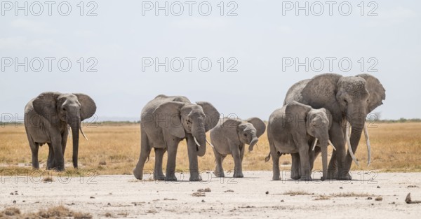 African elephants (Loxodonta africana), herd in dry savanna, Amboseli National Park, Rift Valley Province, Kenya