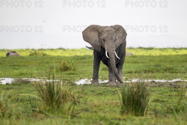 African elephant (Loxodonta africana), in Longinye Swamp, Amboseli National Park, Rift Valley Province, Kenya