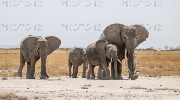 African elephants (Loxodonta africana), in dry savanna, Amboseli National Park, Rift Valley Province, Kenya