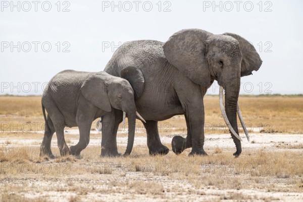 African elephants (Loxodonta africana), mother and young in dry savanna, Amboseli National Park, Rift Valley Province, Kenya