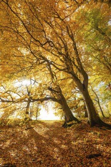 Bright autumn forest with large trees along a sunny hiking trail. Golden leaves cover the ground, warm light and clear air create Indian summer atmosphere, Swabian Jura, Baden-Württemberg, Germany