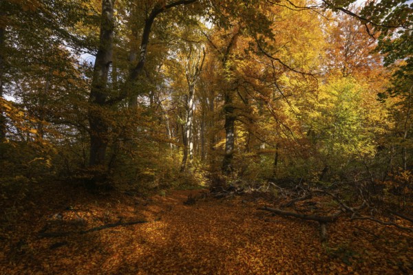 Bright autumn forest with large trees along a sunny hiking trail. Golden leaves cover the ground, warm light and clear air create Indian summer atmosphere, Swabian Jura, Baden-Württemberg, Germany