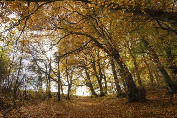 Woman is standing by the way. Bright autumn forest with large trees along a sunny hiking trail. Golden leaves cover the ground, warm light and clear air create Indian summer atmosphere, Swabian Jura, Baden-Württemberg, Germany