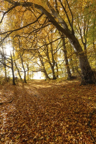 Woman wanders. Bright autumn forest with large trees along a sunny hiking trail. Golden leaves cover the ground, warm light and clear air create Indian summer atmosphere, Swabian Jura, Baden-Württemberg, Germany