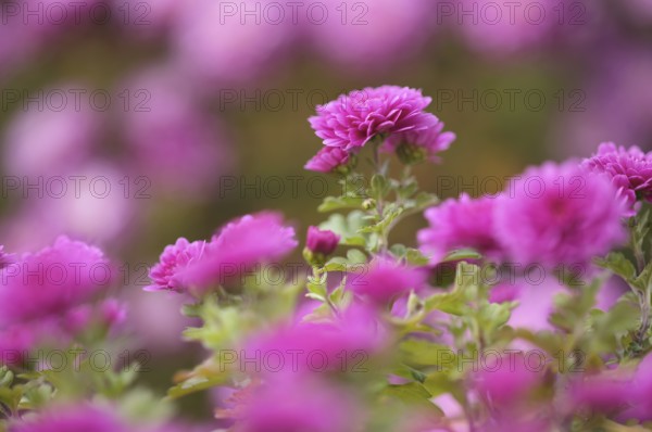 Chrysanthemums (Chrysanthemum), garden, Stuttgart, Baden-Württemberg, Germany