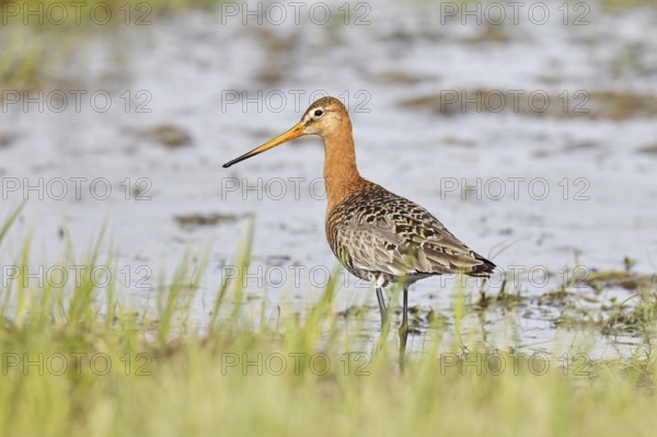 Greenpike (Limosa limosa) runs in shallow water in a moor, snipe birds, wildlife, nature photography, ox bog, Dümmer See, Hüde, Lower Saxony, Germany