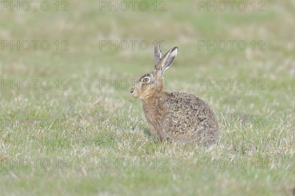Brown hare (Lepus europaeus) sitting in a meadow, North Rhine-Westphalia, Germany