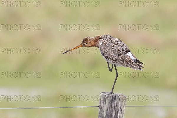 Blacktail (Limosa limosa), sitting room, on a fence post, snipe birds, wildlife, nature photography, wetland, ox moor, Dümmer See, Lembruch, Lower Saxony, Germany