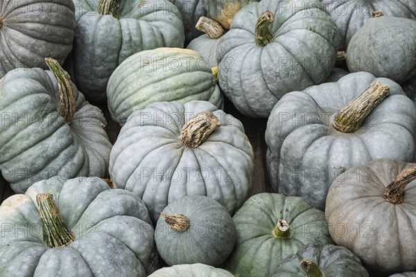 Pumpkins, nutmeg pumpkins, North Rhine-Westphalia, Germany