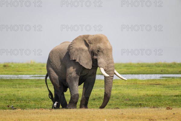 African elephant (Loxodonta africana), bull elephant, Amboseli National Park, Rift Valley Province, Kenya