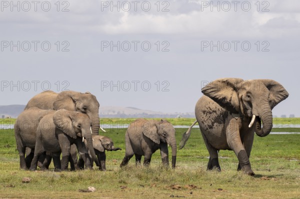 African elephant (Loxodonta africana), herd, Amboseli National Park, Rift Valley Province, Kenya