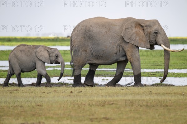 African elephant (Loxodonta africana), mother and young, near water, Amboseli National Park, Rift Valley Province, Kenya