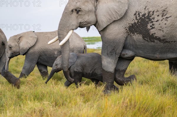 African elephant (Loxodonta africana), herd, dam with young in Longinye Swamp, Amboseli National Park, Rift Valley Province, Kenya