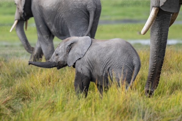 African elephant (Loxodonta africana), herd, juvenile in Longinye Swamp, Amboseli National Park, Rift Valley Province, Kenya