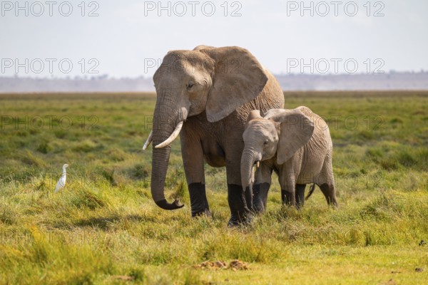 African elephant (Loxodonta africana), mother and young animal, Amboseli National Park, Rift Valley Province, Kenya