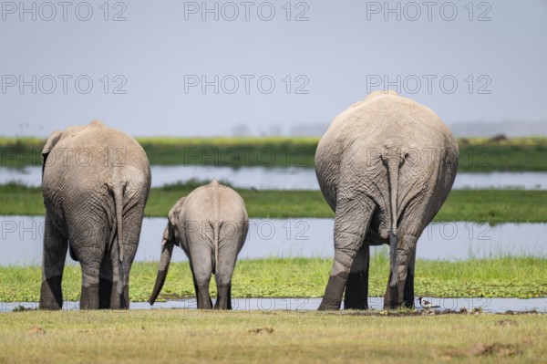 African elephant (Loxodonta africana), mother and young animal from behind, drinking at the water, Amboseli National Park, Rift Valley Province, Kenya