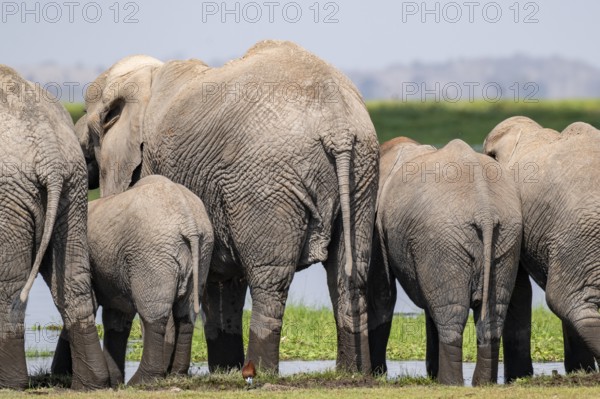 African elephant (Loxodonta africana), herd from behind, drinking at the water, Amboseli National Park, Rift Valley Province, Kenya