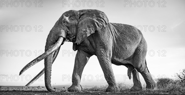 African elephant (Loxodonta africana), the famous Super Tusker elephant Craig, old bull elephant with big tusks, in a picturesque landscape with the summit of Mount Kilimanjaro, in atmospheric evening light, black and white, Amboseli, Kenya