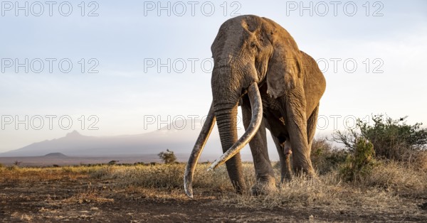 African elephant (Loxodonta africana), the famous Super Tusker elephant Craig, old bull elephant with big tusks, in a picturesque landscape with the summit of Mount Kilimanjaro, in atmospheric evening light, Amboseli, Kenya