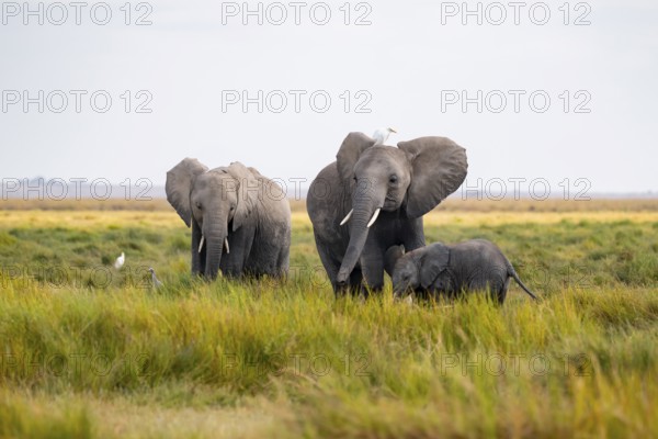 African elephant (Loxodonta africana), group with young animal in Longinye swamp with cow herons (Bubulcus ibis), Amboseli National Park, Rift Valley Province, Kenya